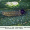 pyrgus armoricanus larva1c